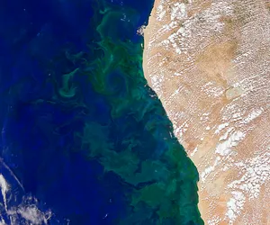 Sharks from Space